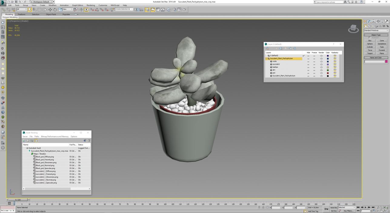 Succulent Plant Pachyphytum 3D