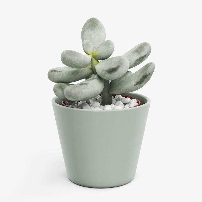 Succulent Plant Pachyphytum 3D