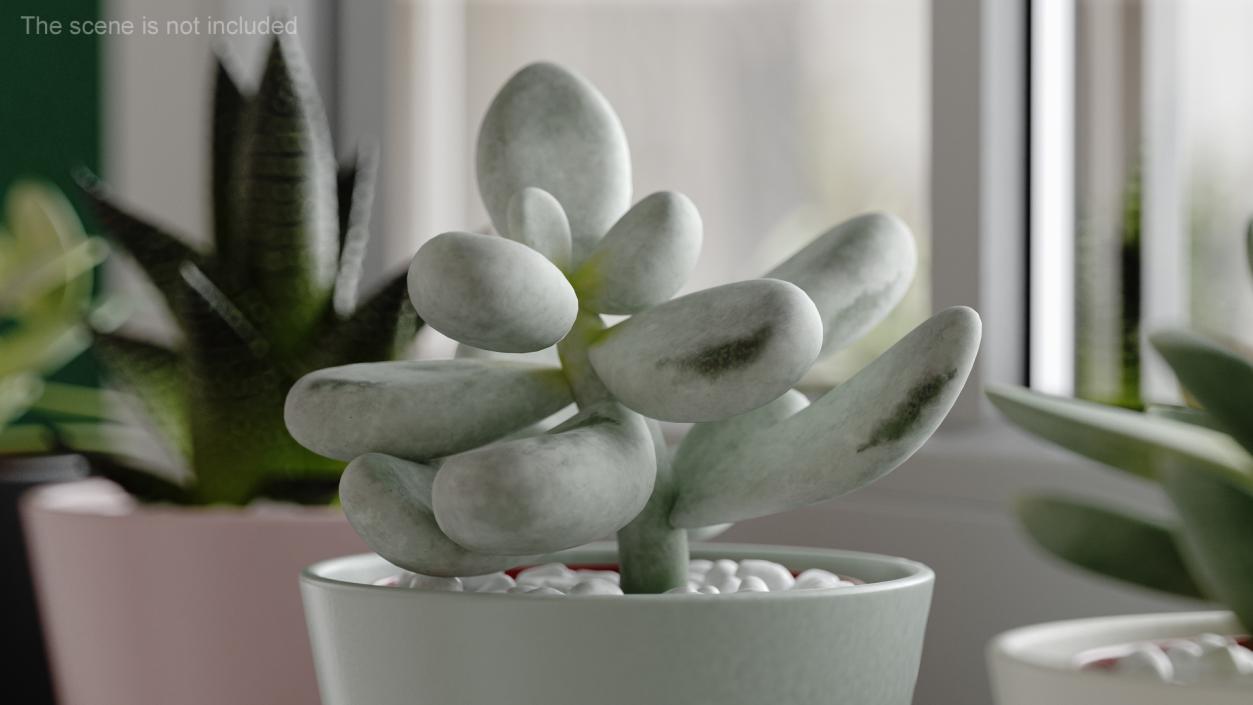 Succulent Plant Pachyphytum 3D