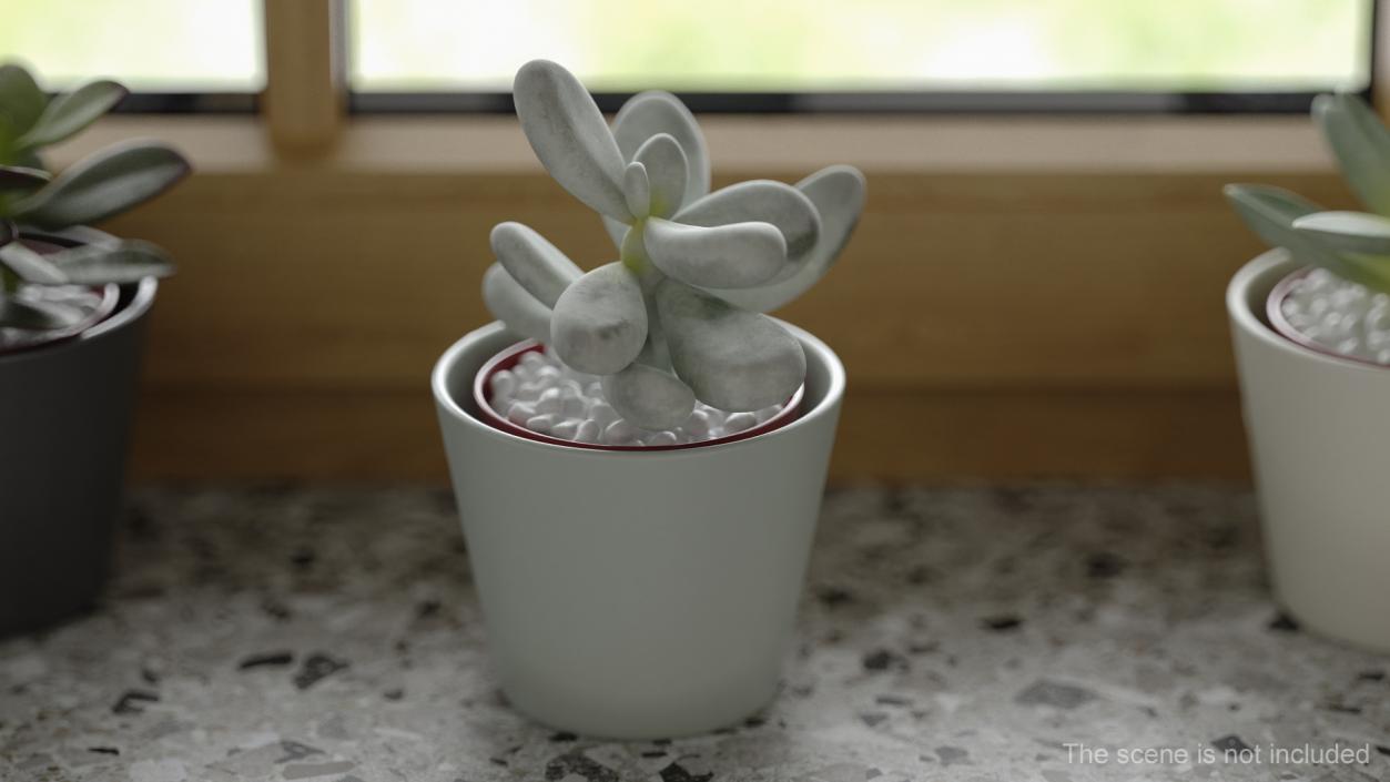 Succulent Plant Pachyphytum 3D