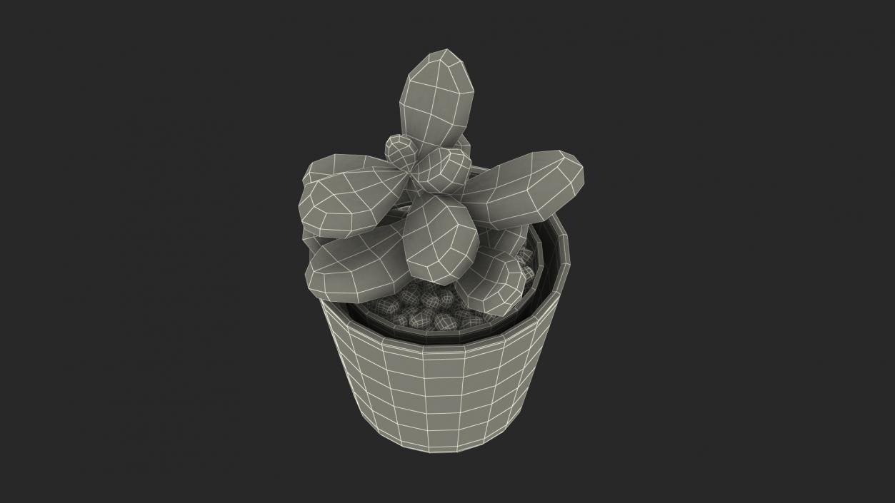 Succulent Plant Pachyphytum 3D