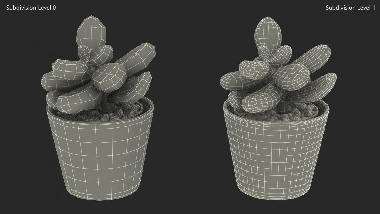 Succulent Plant Pachyphytum 3D