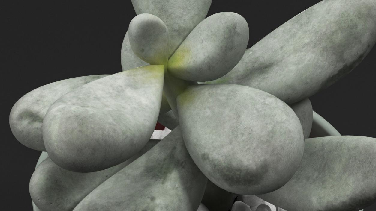 Succulent Plant Pachyphytum 3D