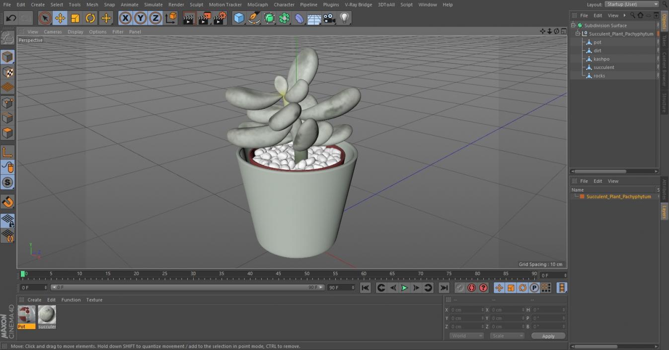 Succulent Plant Pachyphytum 3D