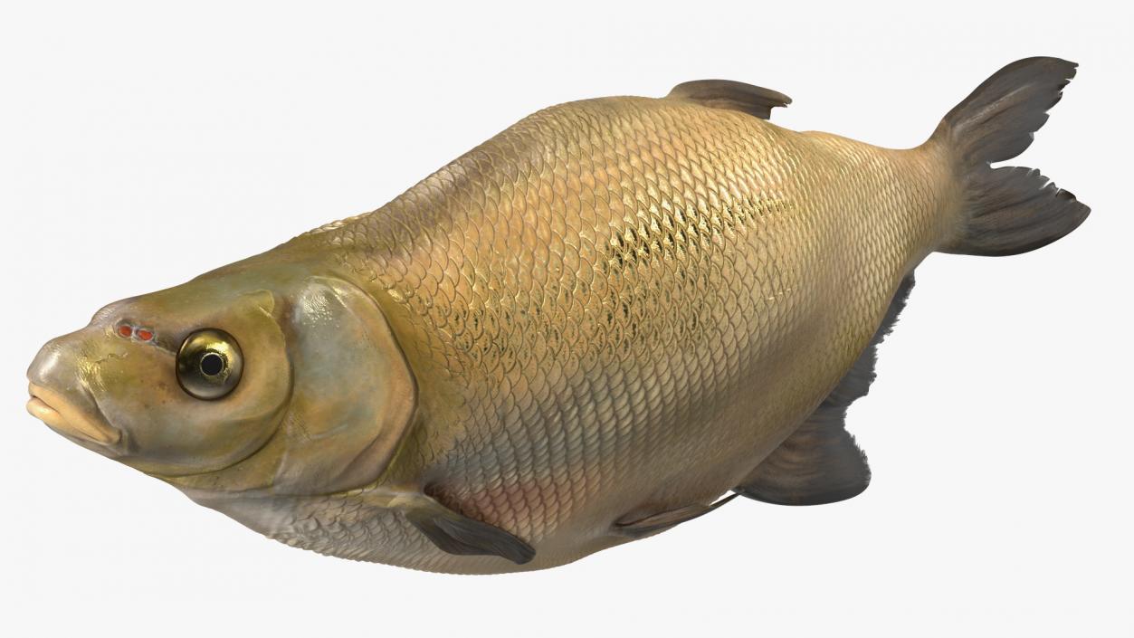 3D model Caught Bronze Bream Fish Lying