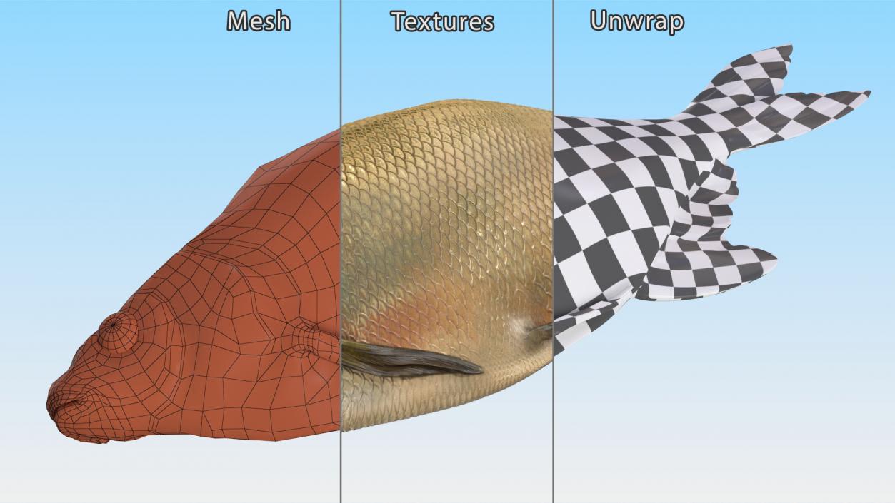 3D model Caught Bronze Bream Fish Lying