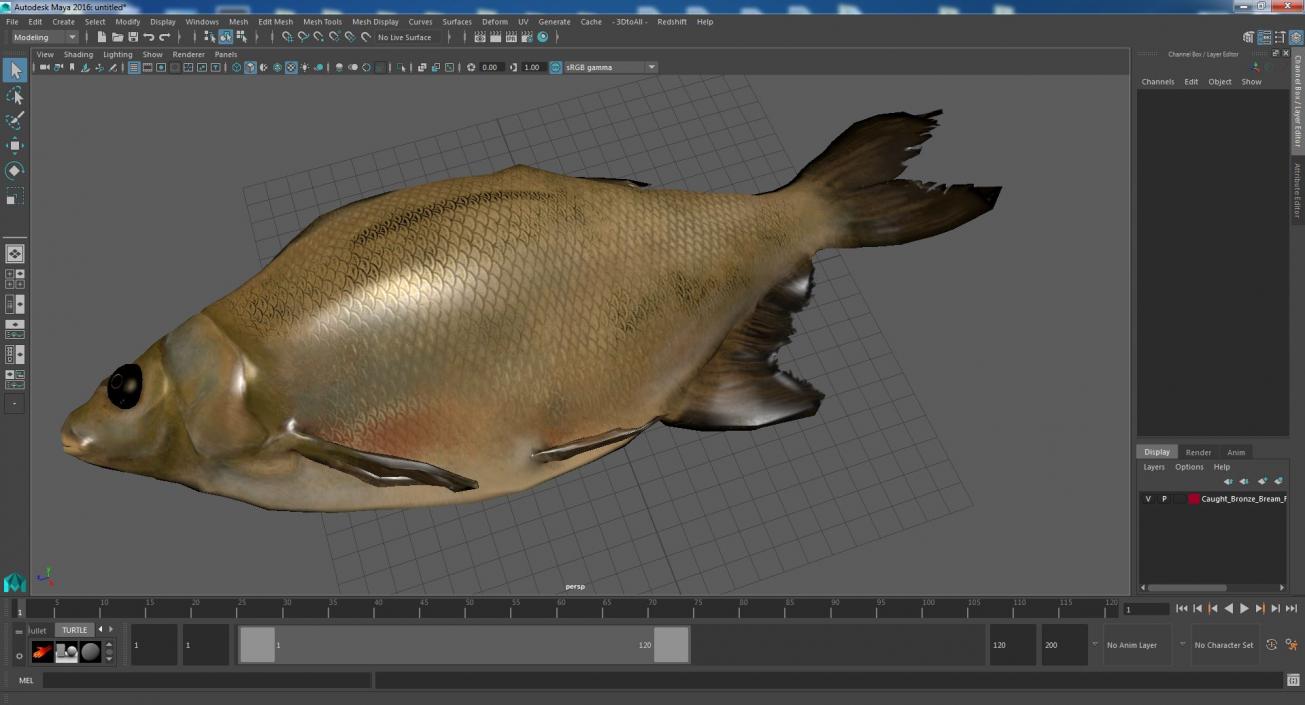 3D model Caught Bronze Bream Fish Lying