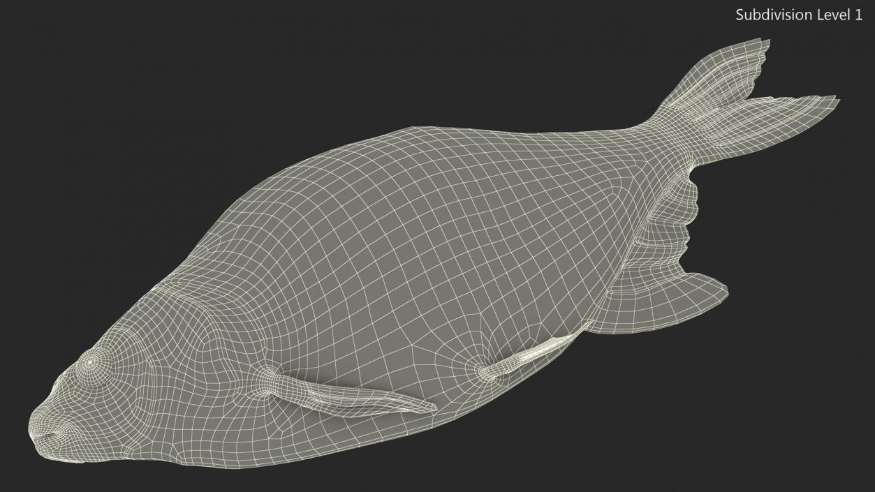 3D model Caught Bronze Bream Fish Lying