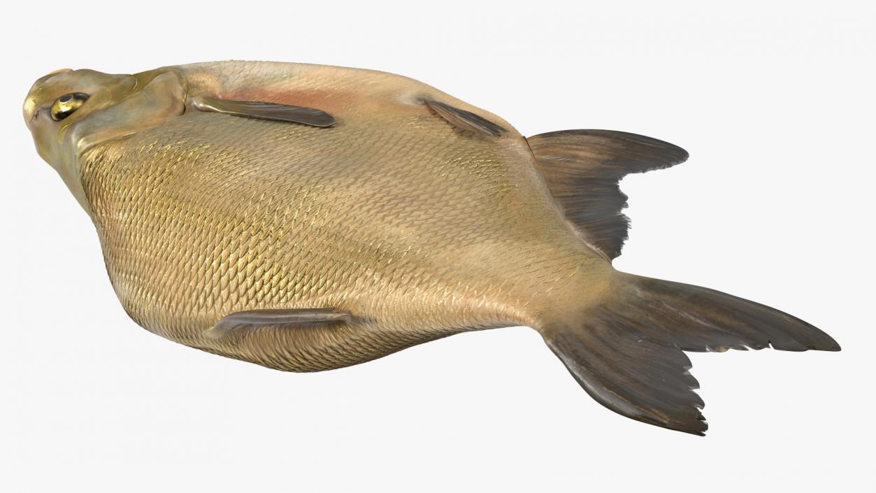 3D model Caught Bronze Bream Fish Lying