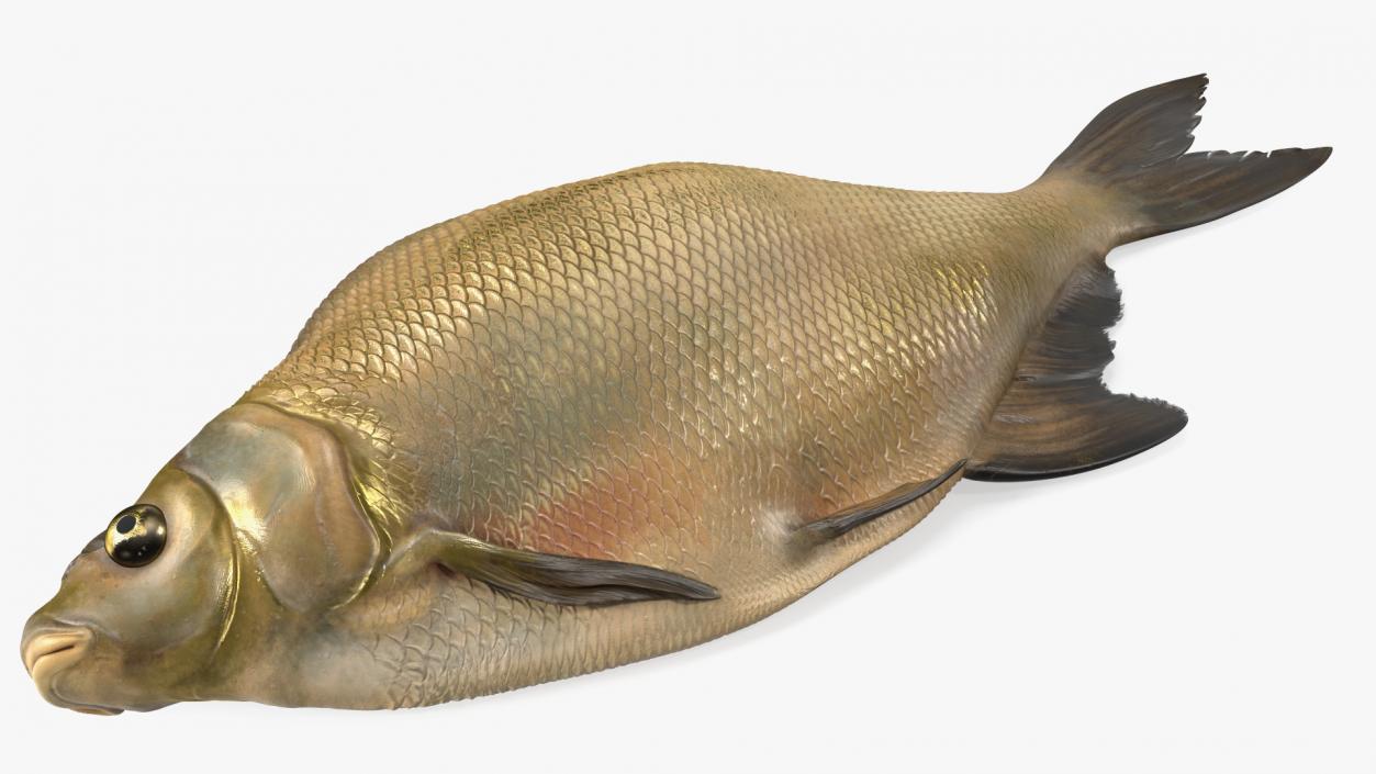 3D model Caught Bronze Bream Fish Lying