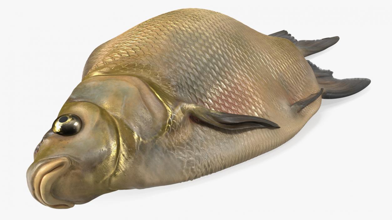 3D model Caught Bronze Bream Fish Lying