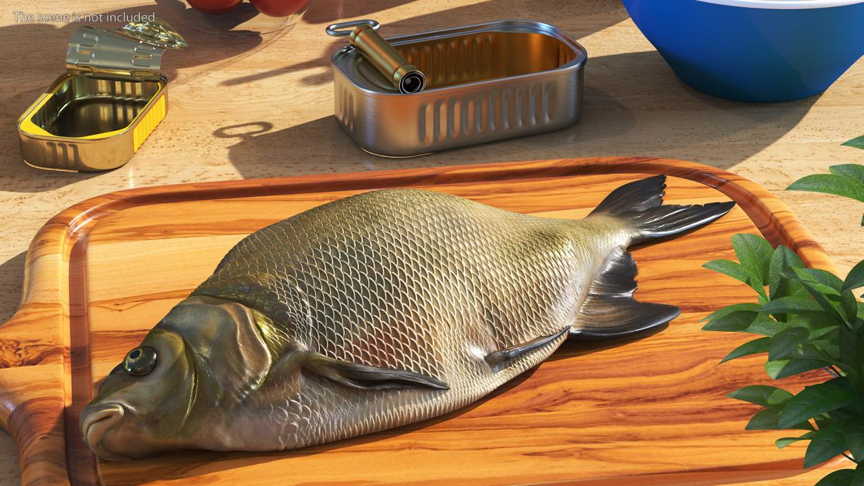 3D model Caught Bronze Bream Fish Lying