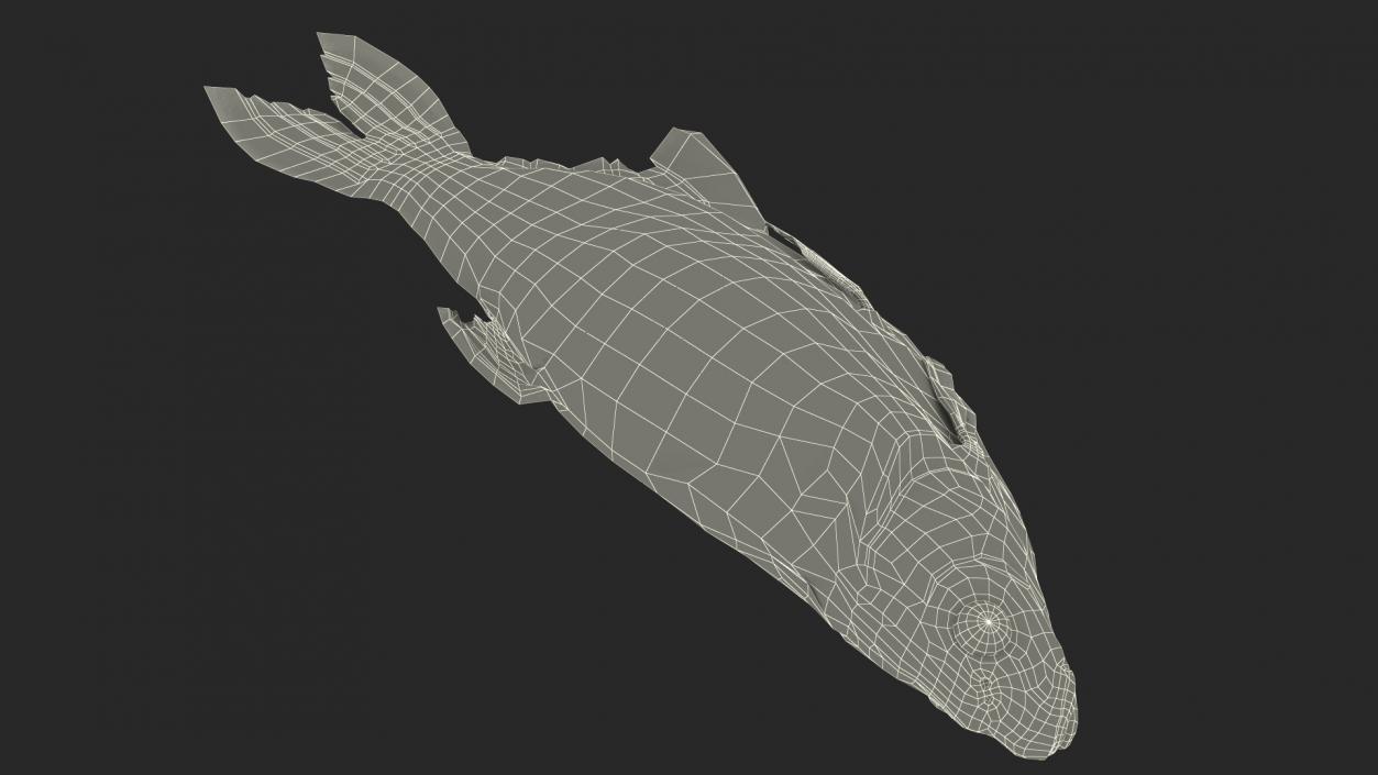 3D model Caught Bronze Bream Fish Lying