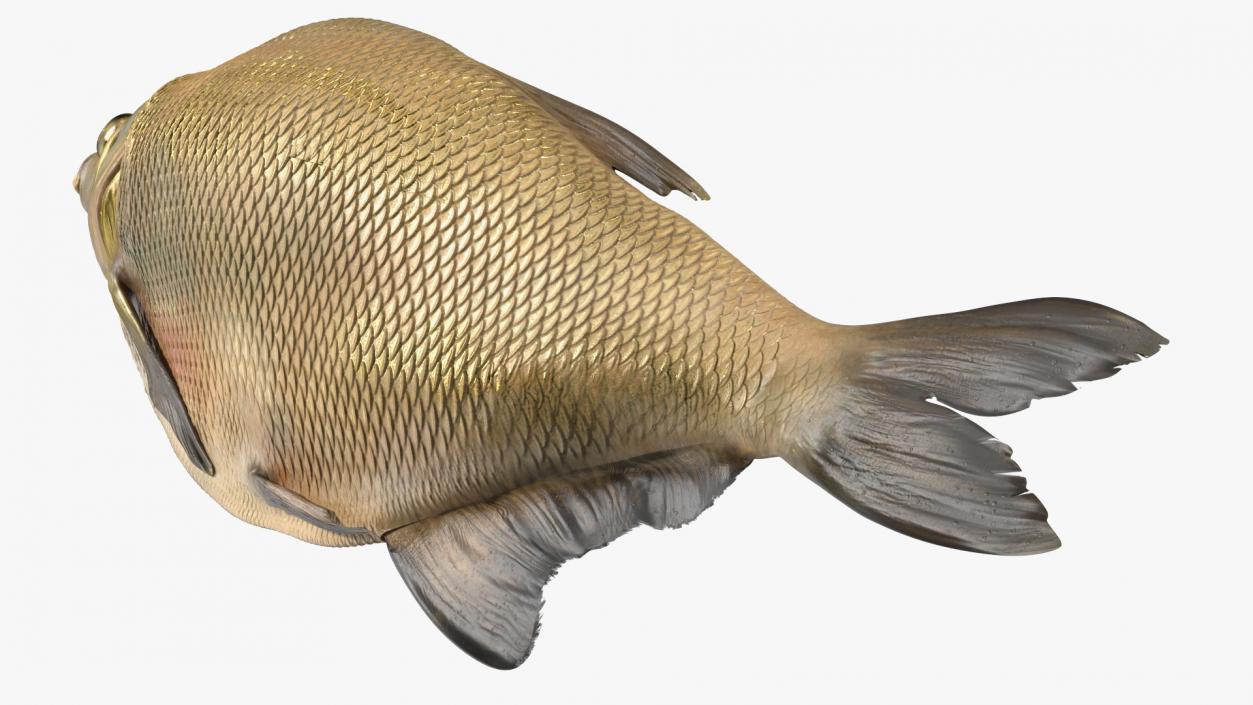 3D model Caught Bronze Bream Fish Lying