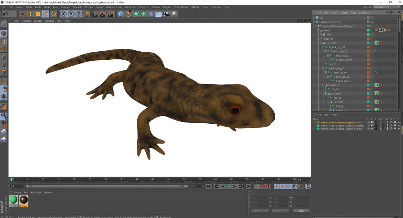 3D model Iberian Ribbed Newt Rigged for Cinema 4D