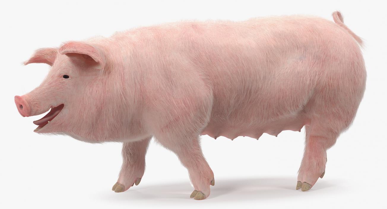 3D Pig Sow Landrace Walking Pose with Fur model