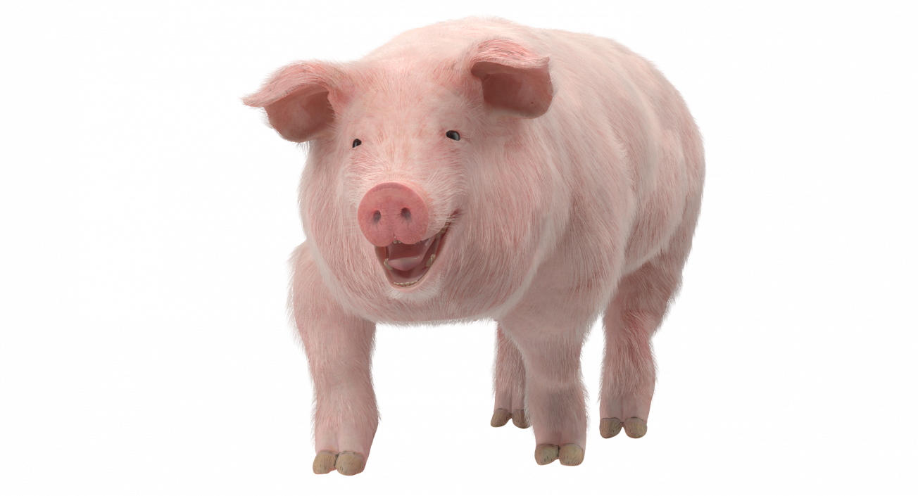 3D Pig Sow Landrace Walking Pose with Fur model