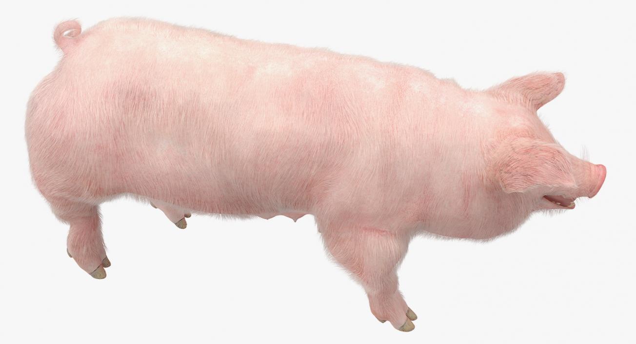 3D Pig Sow Landrace Walking Pose with Fur model