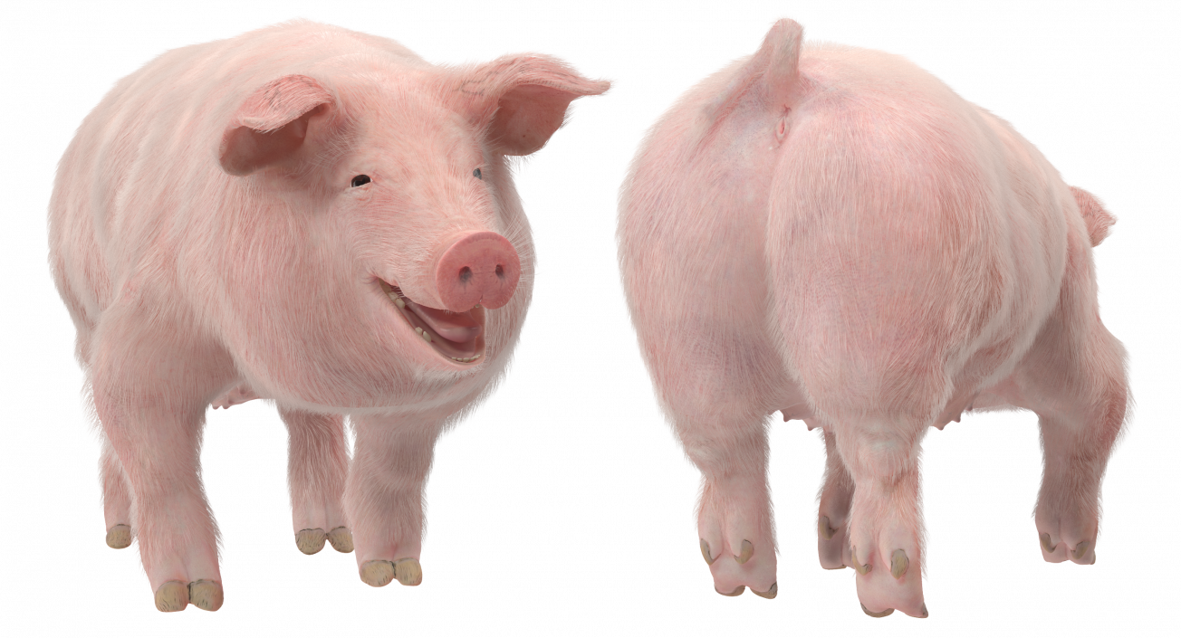 3D Pig Sow Landrace Walking Pose with Fur model