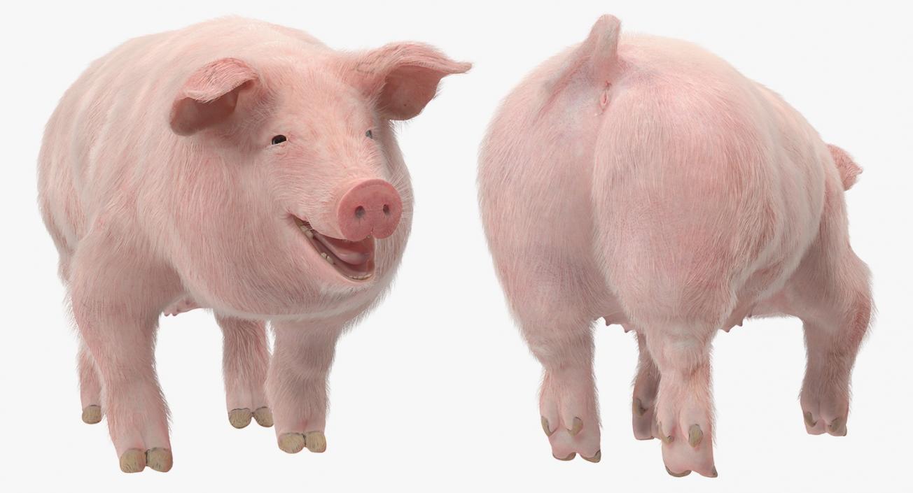 3D Pig Sow Landrace Walking Pose with Fur model