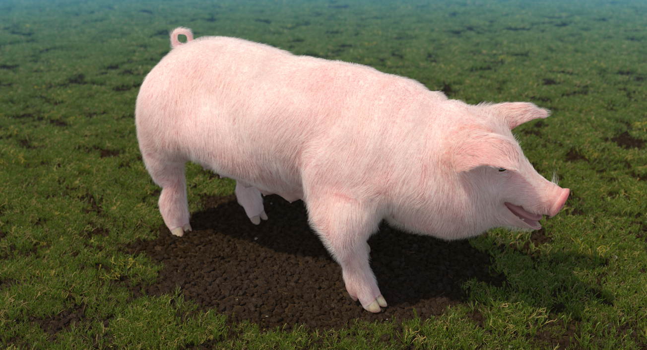 3D Pig Sow Landrace Walking Pose with Fur model