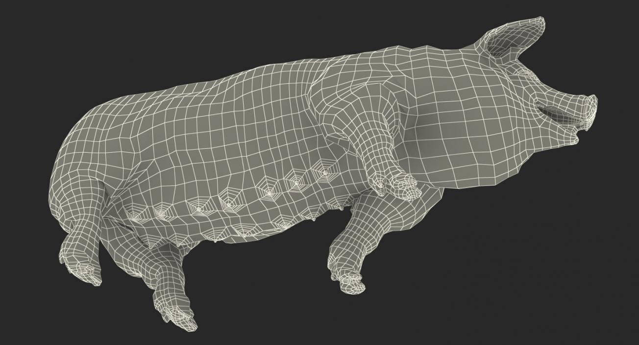 3D Pig Sow Landrace Walking Pose with Fur model