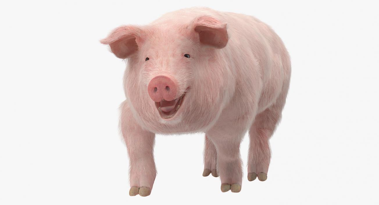 3D Pig Sow Landrace Walking Pose with Fur model