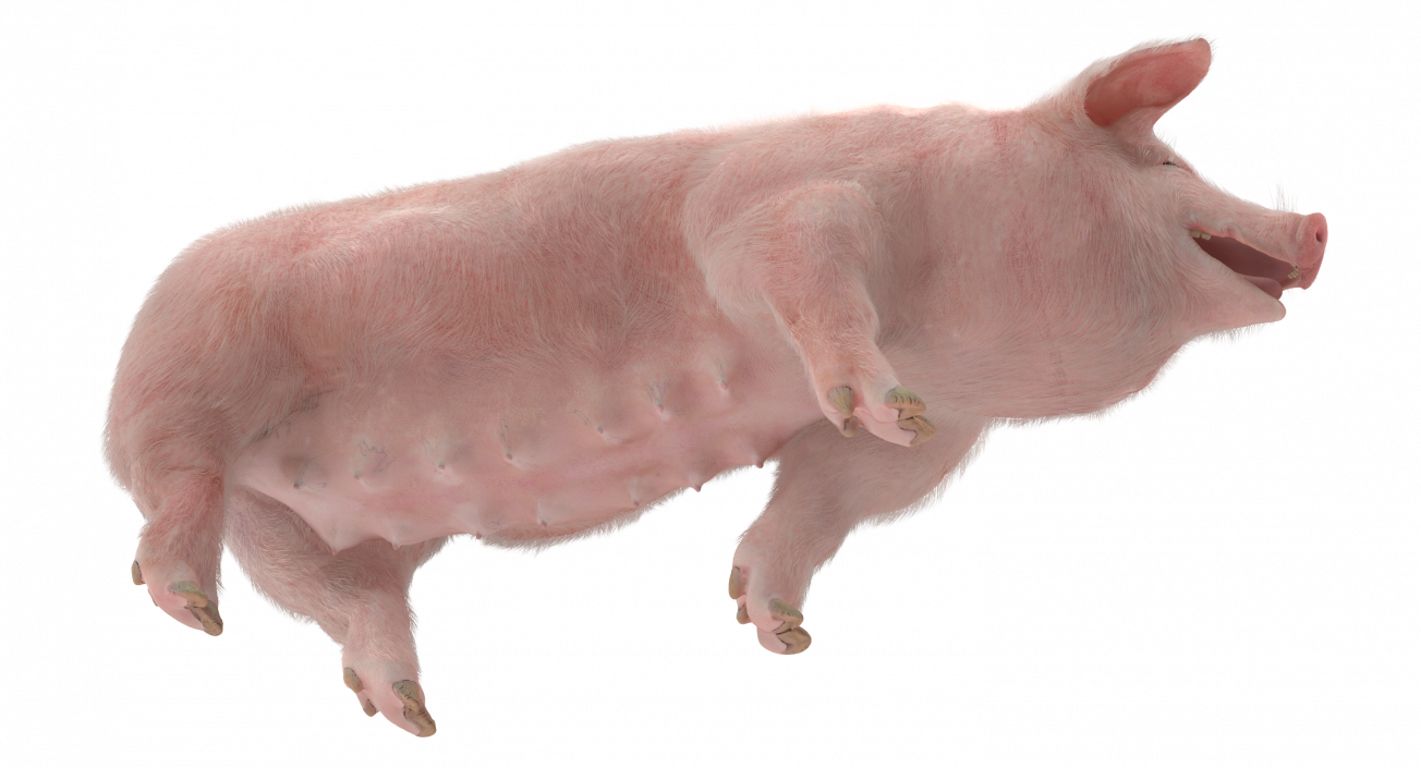 3D Pig Sow Landrace Walking Pose with Fur model