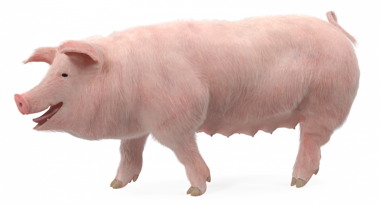 3D Pig Sow Landrace Walking Pose with Fur model