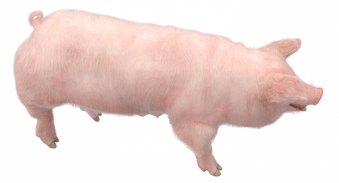 3D Pig Sow Landrace Walking Pose with Fur model