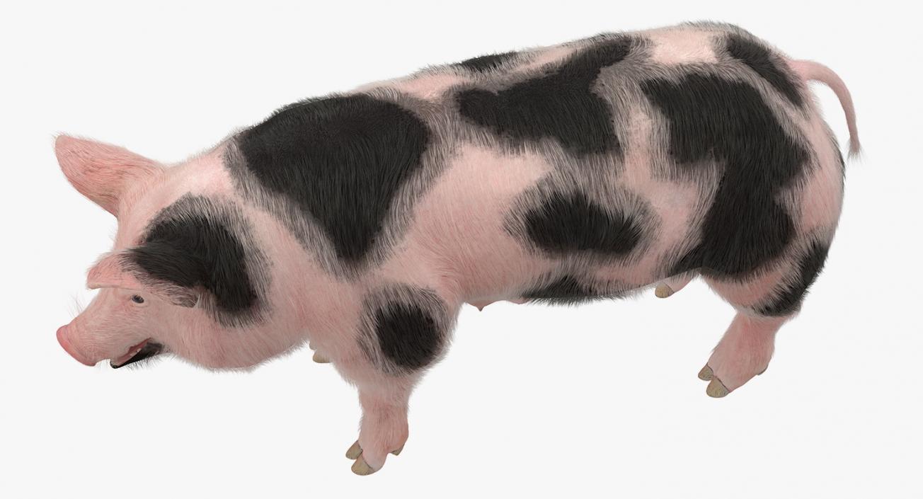 3D model Pig Sow Peitrain with Fur