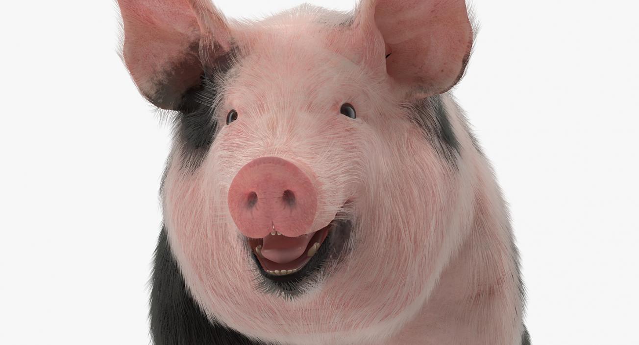 3D model Pig Sow Peitrain with Fur