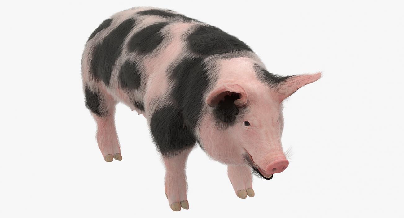 3D model Pig Sow Peitrain with Fur