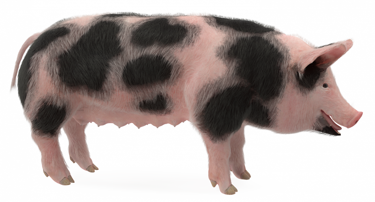 3D model Pig Sow Peitrain with Fur