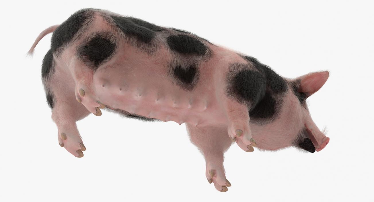 3D model Pig Sow Peitrain with Fur