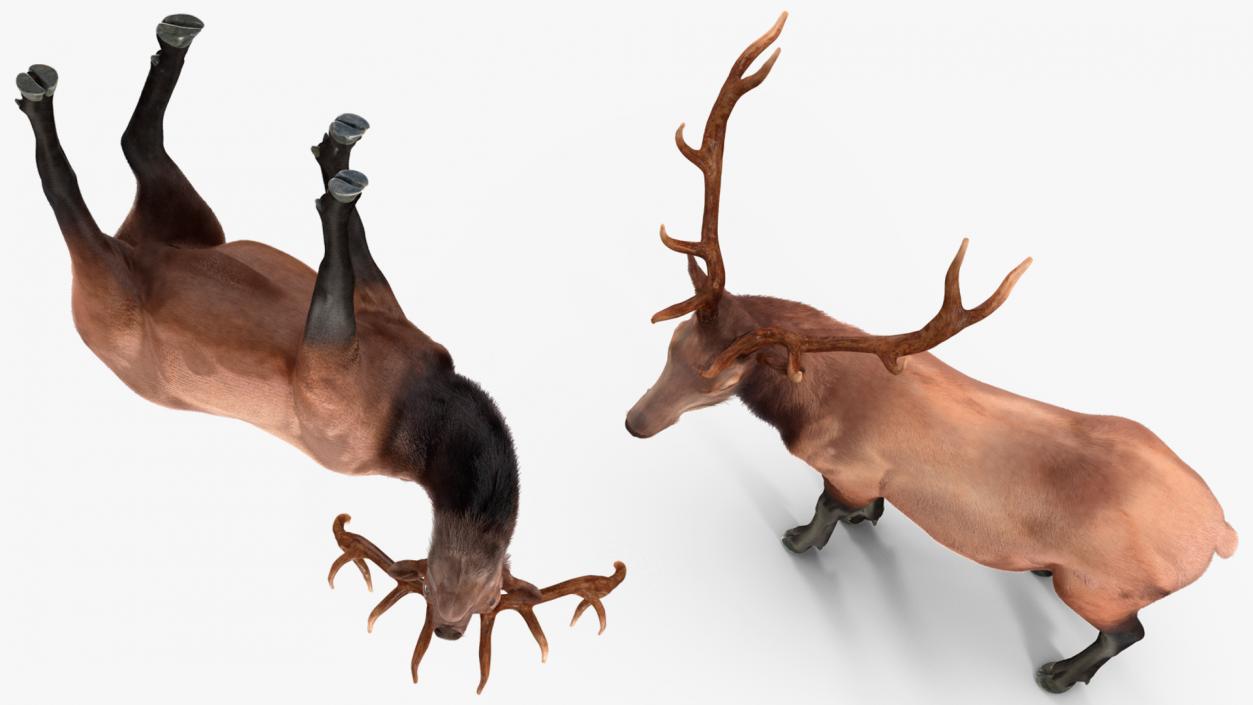 3D Realistic Elk Standing Pose with Fur