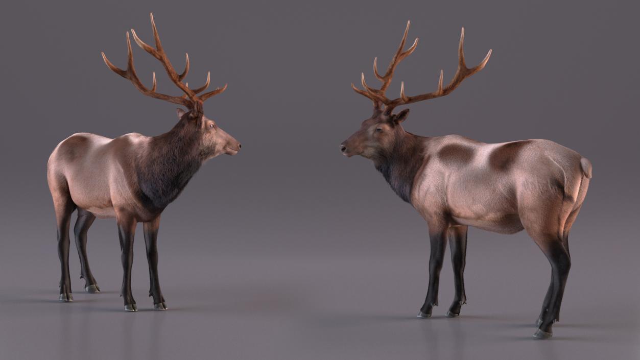 3D Realistic Elk Standing Pose with Fur