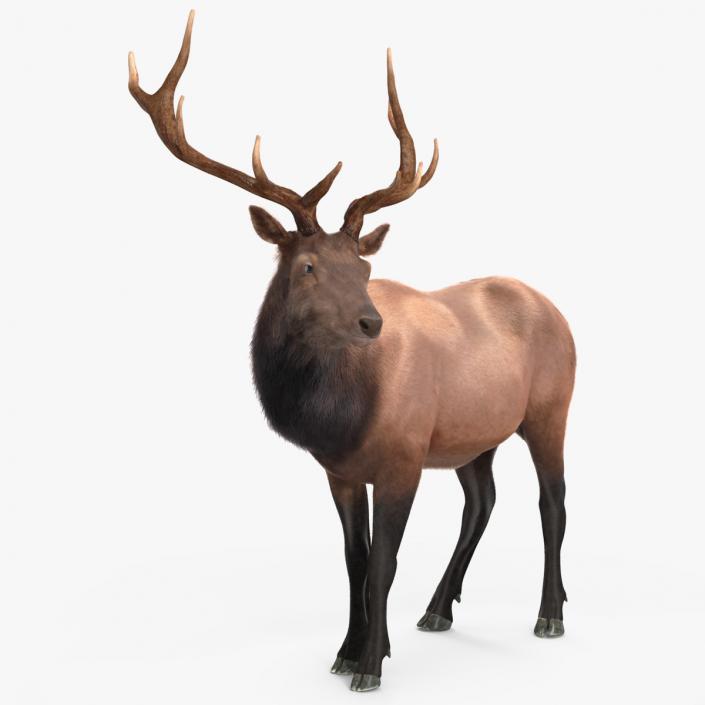 3D Realistic Elk Standing Pose with Fur