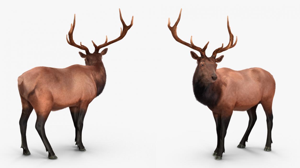 3D Realistic Elk Standing Pose with Fur