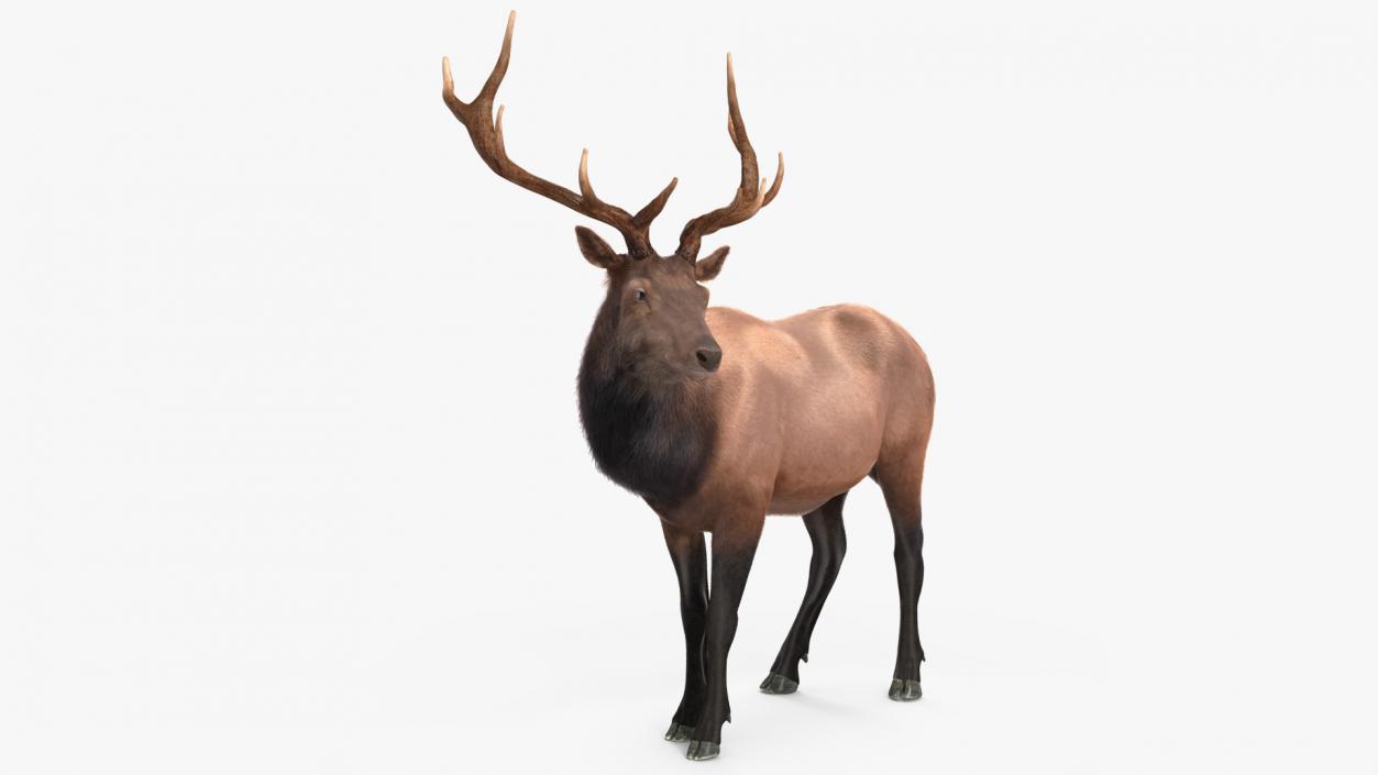 3D Realistic Elk Standing Pose with Fur