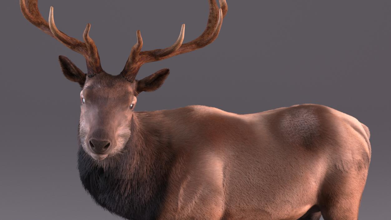 3D Realistic Elk Standing Pose with Fur