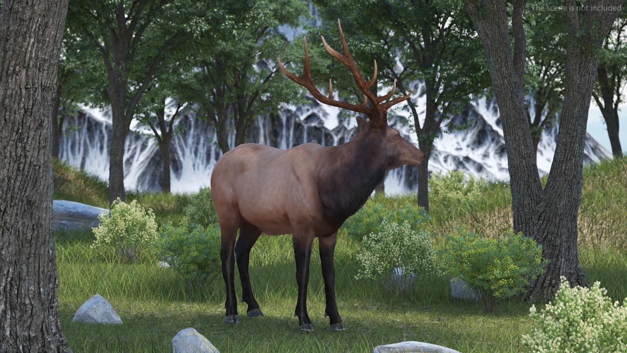 3D Realistic Elk Standing Pose with Fur