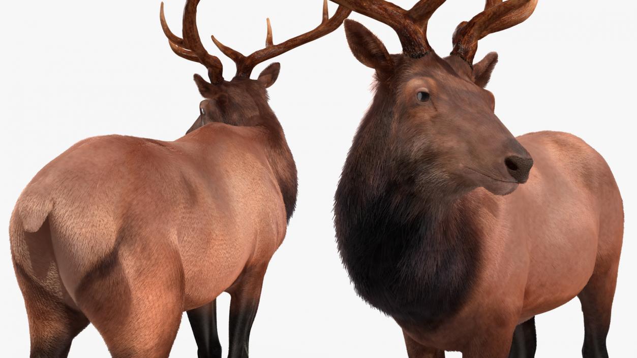 3D Realistic Elk Standing Pose with Fur