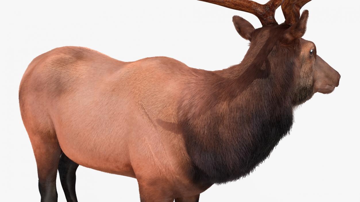 3D Realistic Elk Standing Pose with Fur