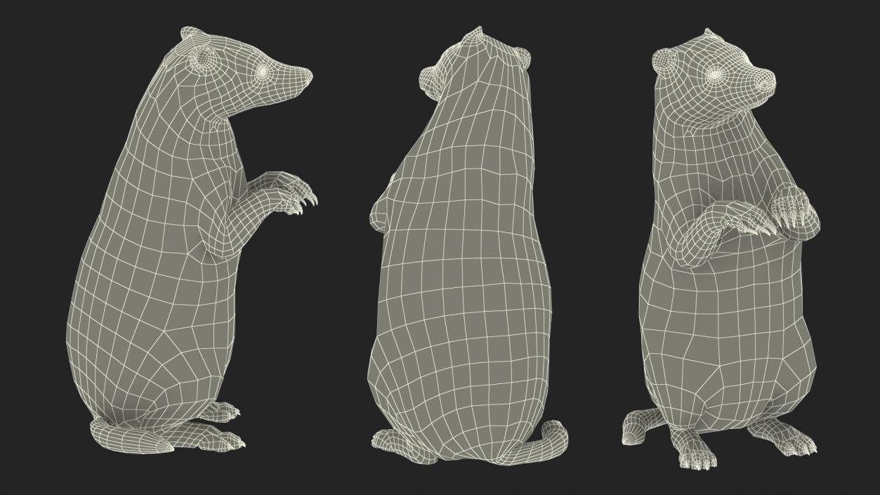 3D Eurasian Badger Meles