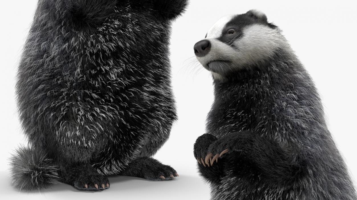 3D Eurasian Badger Meles