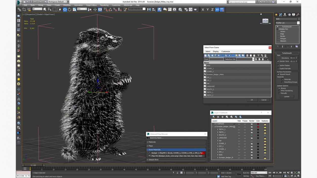 3D Eurasian Badger Meles