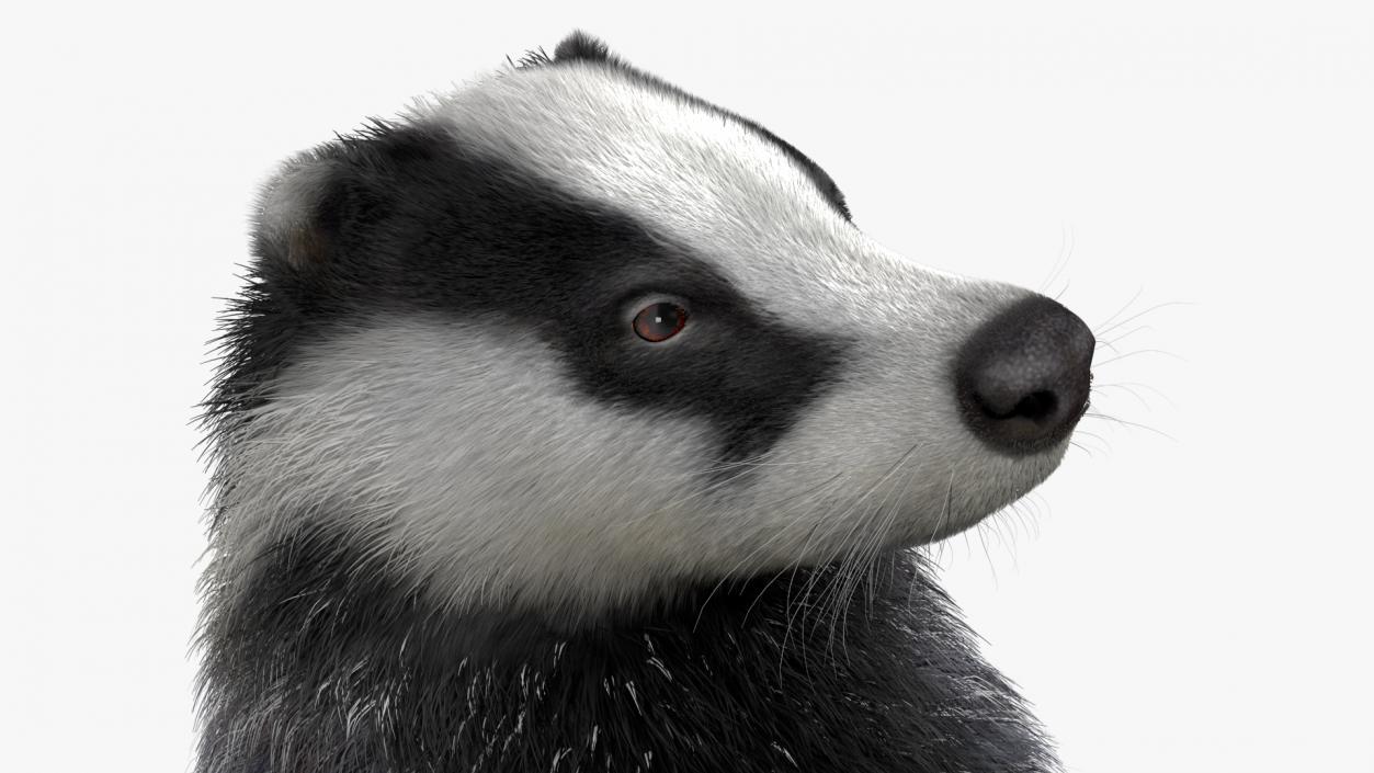 3D Eurasian Badger Meles