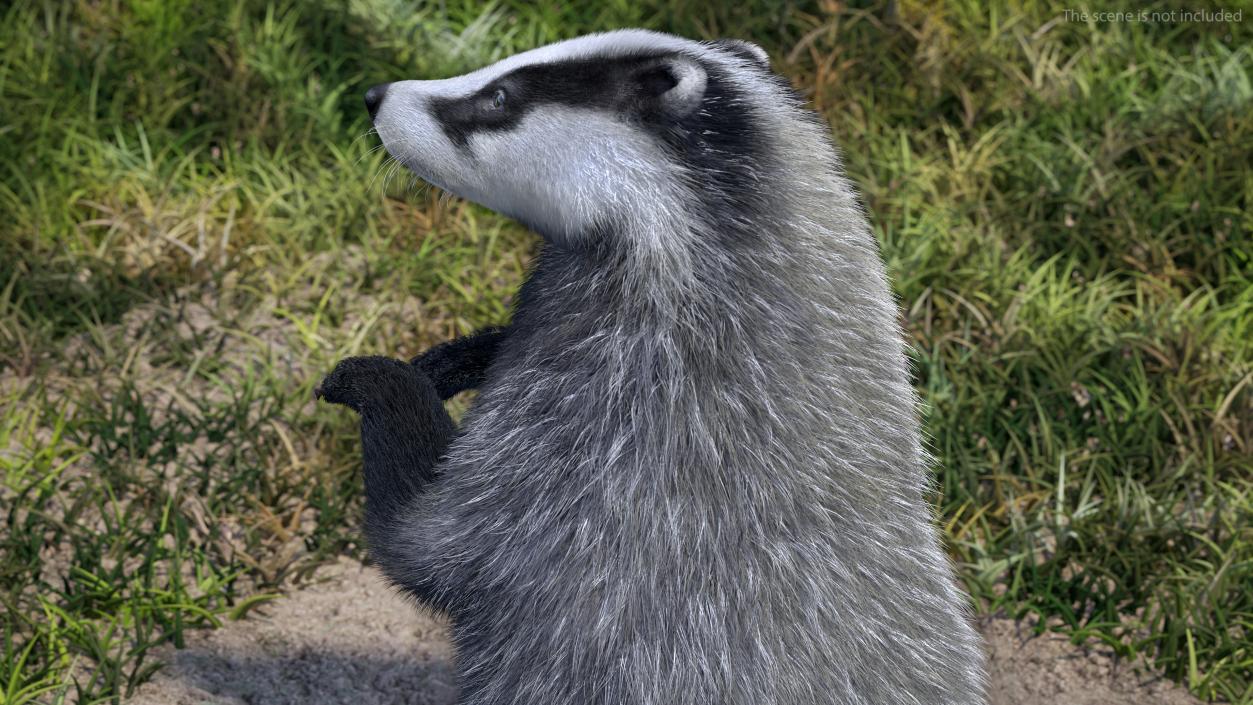 3D Eurasian Badger Meles