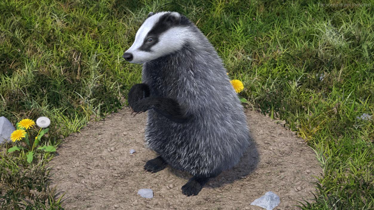 3D Eurasian Badger Meles